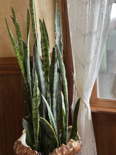 Office plants add warmth to the workplace. Only some will thrive